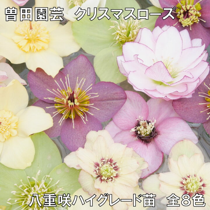 楽天市場】曽田園芸さん 【最終特価品！】 八重咲クリスマスローズ 3.5 