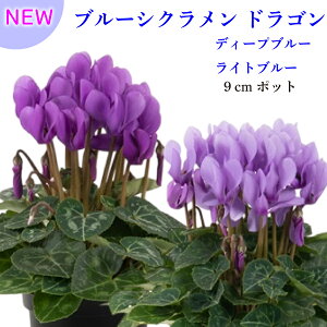 Vi u[ VN hS 9cm|bg yēח\z EF1qñu[VN fB[vu[ Cgu[ 񂹐Aɂ nNT VN