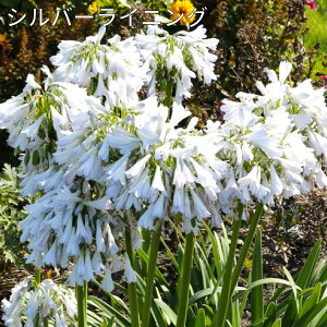 AKpTX 12cm|bgc h Ԓd HnA  zCgwu Vo[CjO Vo[[ u[T_[