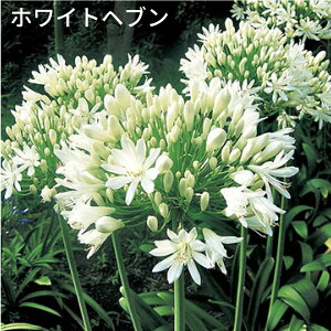 AKpTX 12cm|bgc h Ԓd HnA  zCgwu Vo[CjO Vo[[ u[T_[