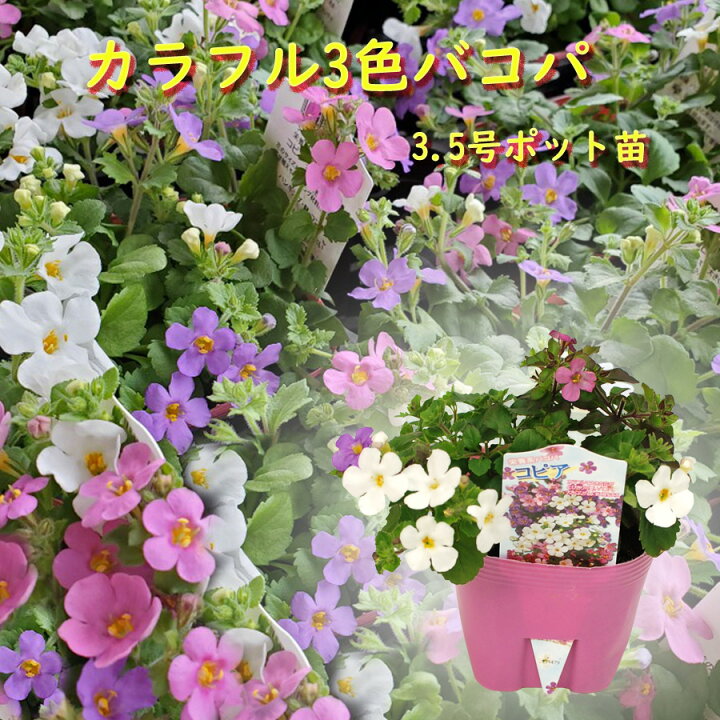 楽天市場 カラフルミックス バコパ苗 3 5号ポット 1ポットで 白 紫 ピンク の 3色 楽しめる Fleur Town 吉本花城園
