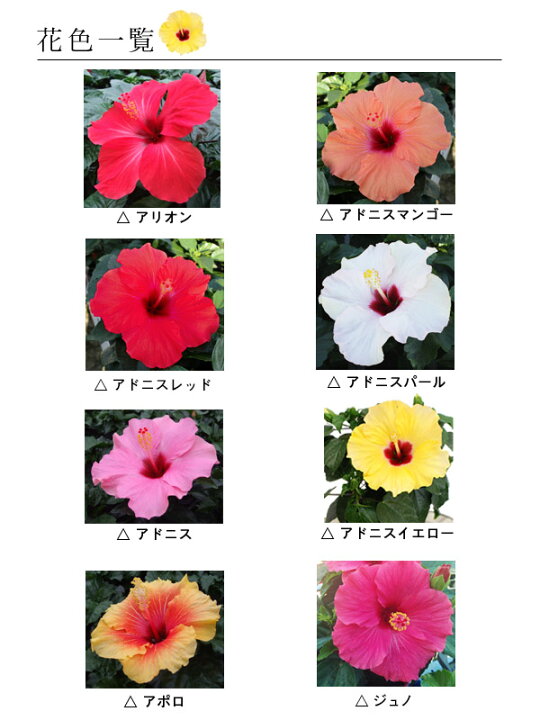 楽天市場 花持ち抜群 ハイビスキュース 5号 鉢植え Fleur Town 吉本花城園 楽天市場 花持ち抜群 ハイビスキュース 5号 鉢植え Fleur Town 吉本花城園