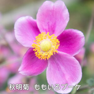 He u[P VECMN 5 H̉ h d炫 sN Fu[P