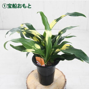 N Ig NƂ Mtgɂ 5 bsO hV̓ Vzj zj  D ڂ Ƃ̂ 