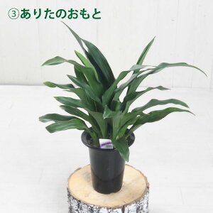 N Ig NƂ Mtgɂ 5 bsO hV̓ Vzj zj  D ڂ Ƃ̂ 