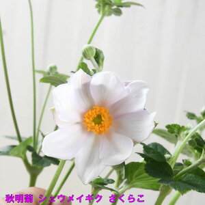 He 炱 VECMN 5 H̉ h