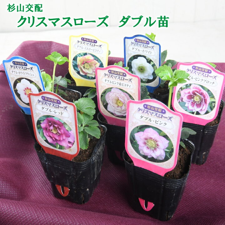 楽天市場】杉山交配 クリスマスローズ ダブル 八重咲き 全7種 9cm 