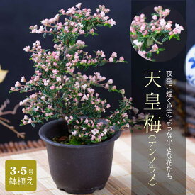 天皇梅 ミニ盆栽 テンノウウメ テンノウバイ 3.5号鉢植え ギフトに プレゼントに 花芽付き 枝曲げ 花物 花木盆栽