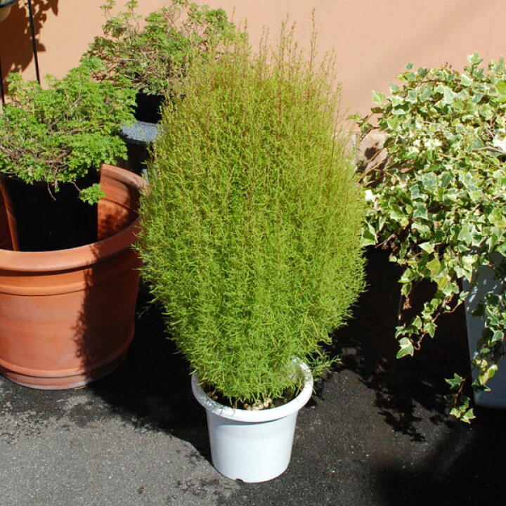 楽天市場 他商品との同梱不可 コキア ホウキソウ 鉢植え 6号鉢 Fleur Town 吉本花城園