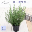 ローズマリー ハーブ苗 7号サイズ 苗木 ハーブ ハーブ苗 ガーデニング 料理 家庭菜園 庭園菜園 ベランダ 鉢植え
