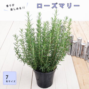 [Y}[ n[uc 7TCY c n[u n[uc K[fjO  ƒ؉ 뉀؉ x_ A