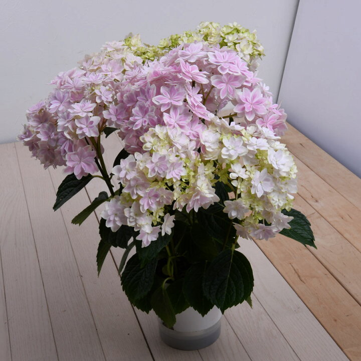 楽天市場 花終わり品 アジサイ 淡いピンク系 万華鏡 お花 アジサイ 鉢植え 5号 鉢植え 花鉢 鉢花 苗 紫陽花 あじさい Fleur Town 吉本花城園