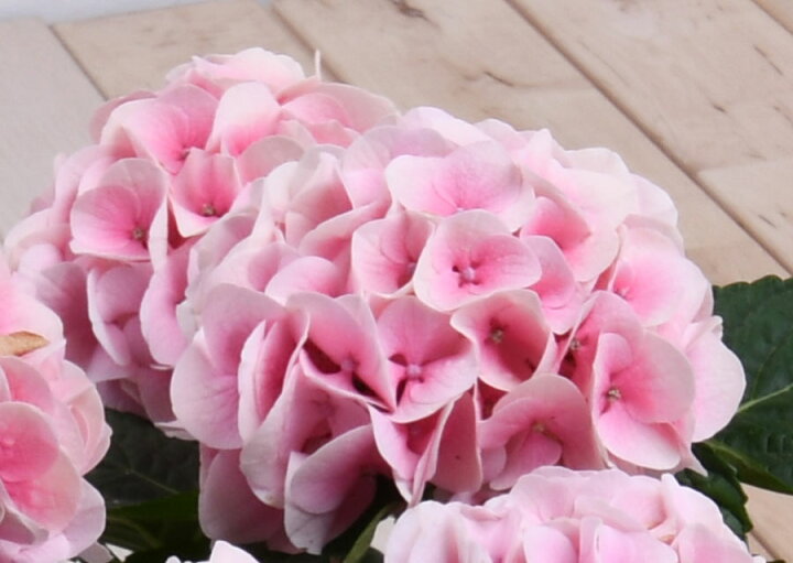 楽天市場 花終わり品 アジサイ 淡いピンク コットンキャンディー お花 アジサイ 鉢植え 5号 鉢植え 花鉢 鉢花 苗 紫陽花 あじさい Fleur Town 吉本花城園
