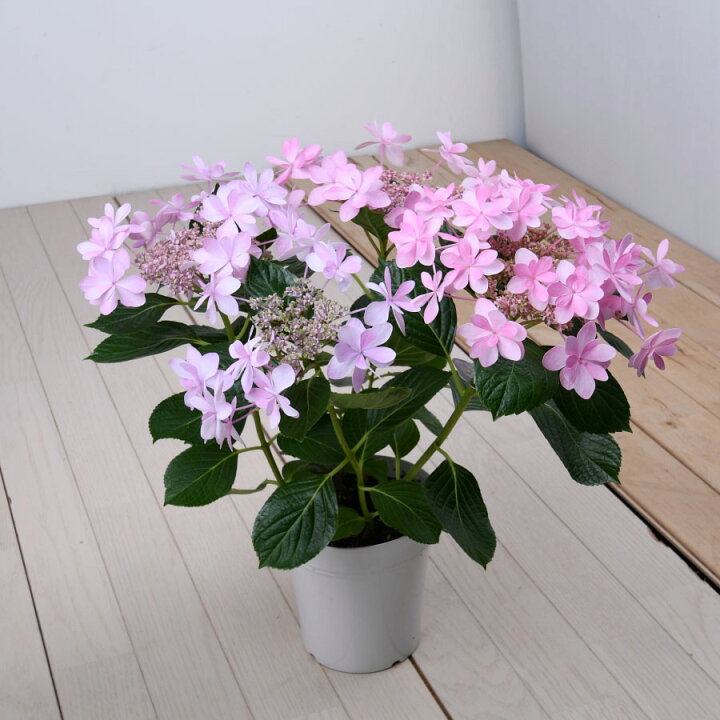 楽天市場 花終わり品 アジサイ ダンスパーティー お花 アジサイ 鉢植え 5号 鉢植え 花鉢 鉢花 苗 紫陽花 あじさい Fleur Town 吉本花城園
