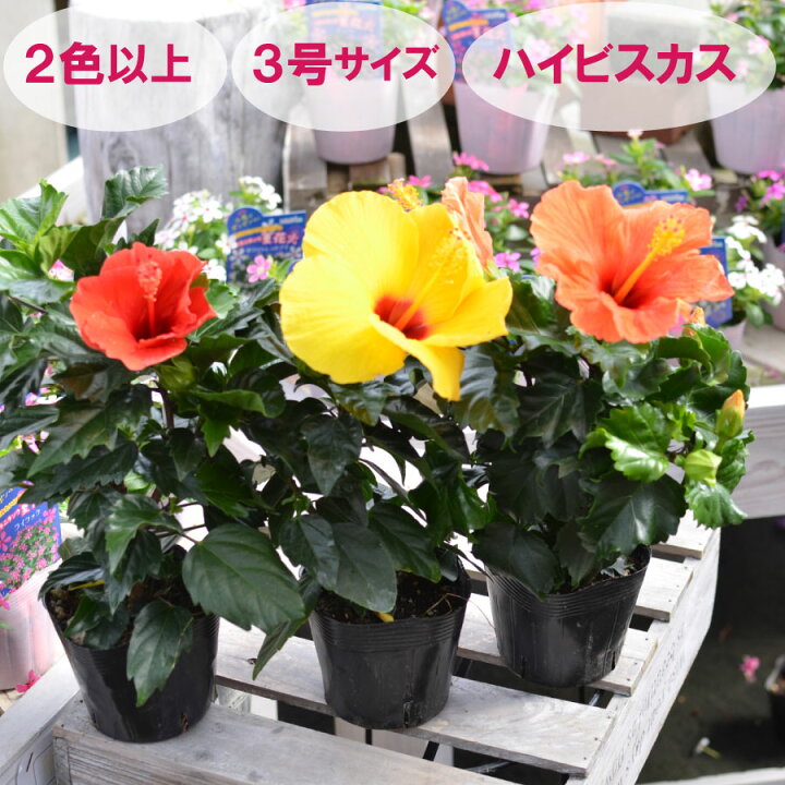 楽天市場 ハイビスカス 3号ポット苗 3個セット 花色おまかせ Fleur Town 吉本花城園