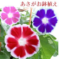 今だけ送料無料 朝顔 鉢植え 7号 あさがお アサガオ あんどん仕立て 夏休みの 自由研究 プレゼント ギフ…