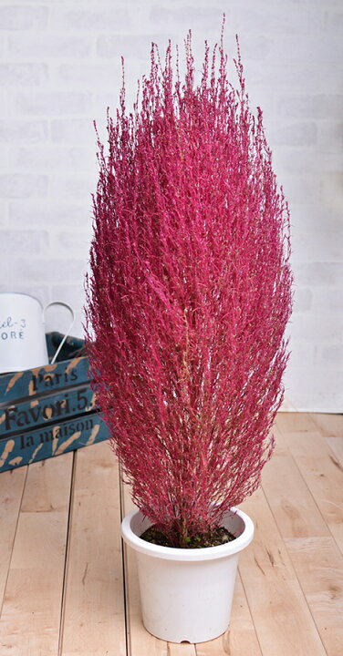 楽天市場 他商品との同梱不可 コキア ホウキソウ 鉢植え 6号鉢 Fleur Town 吉本花城園
