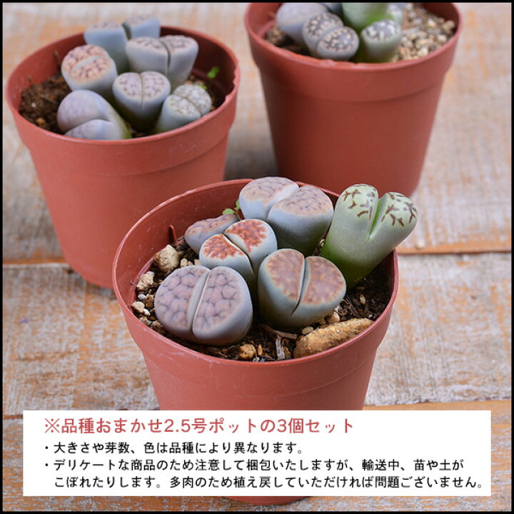 多肉植物 メセン リトープス 三面モンスター入り 翌日発送可能 リトープス