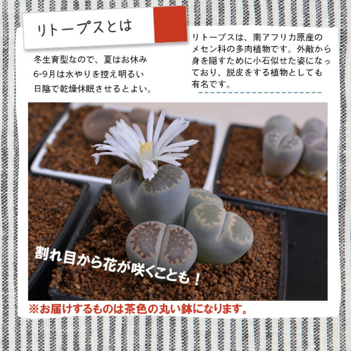 楽天市場 多肉植物 メセン科 リトープス 3ポットセット Fleur Town 吉本花城園
