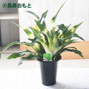 N Ig NƂ Mtgɂ 5 bsO hV̓ Vzj zj  D ڂ Ƃ̂ 