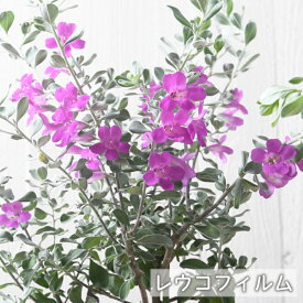 綺麗な紫花が魅力 レウコフィルム シルバーリーフが美しい 3.5号ポット苗 レウコフィラム レウコフイルム フルテスケンス