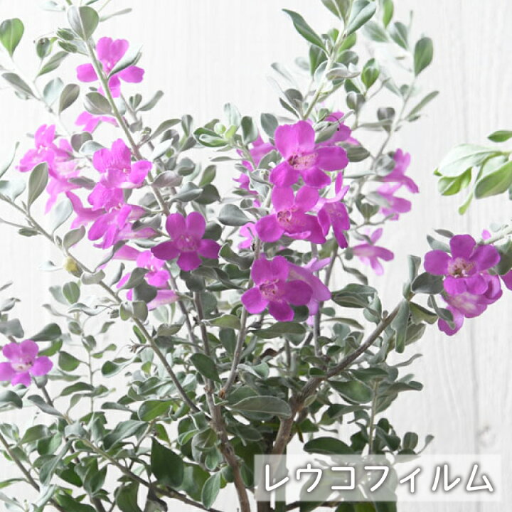 楽天市場】綺麗な紫花が魅力 レウコフィルム シルバーリーフが美しい 
