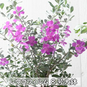 ʌ ERtB 8唫 YȎԂ Vo[[t lC̃ERtB teXPX 傫 A ERtC