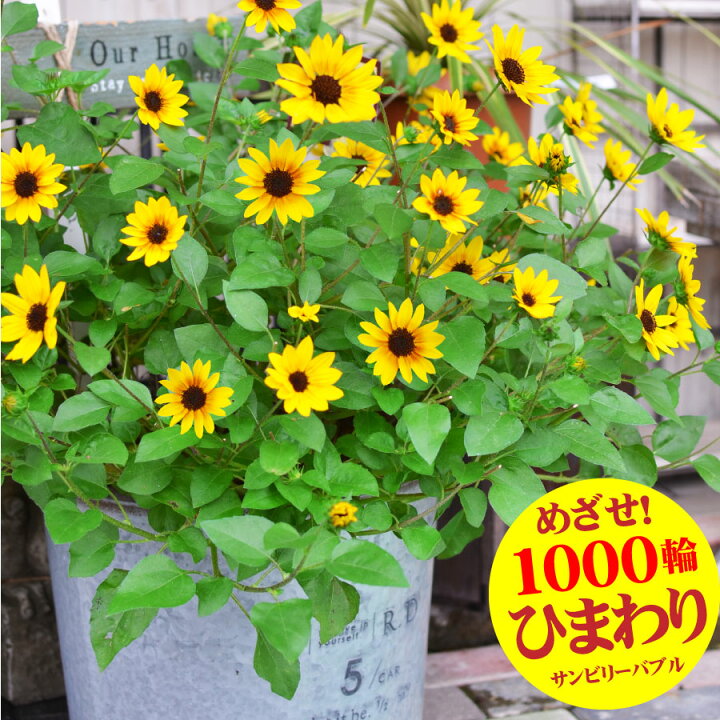 楽天市場 ひまわり 苗 サンビリーバブル 4号ポット ご予約品 6月末から発送 玄関まわりに置きたい ブラウンアイガール 向日葵 ヒマワリ 小輪のお花が次々咲きます Fleur Town 吉本花城園