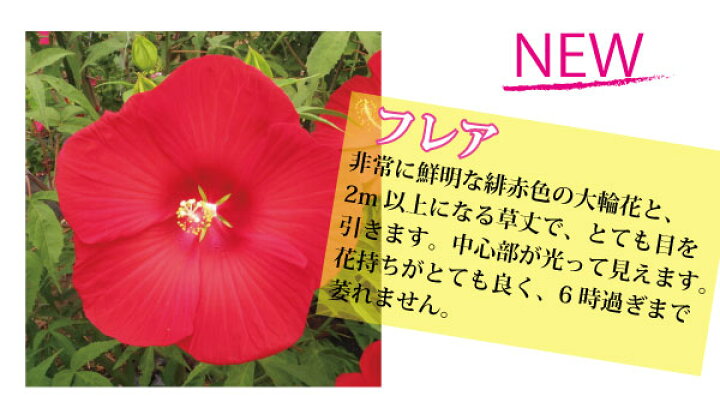 楽天市場 宿根性 ハイビスカス 苗 巨大 大輪 タイタンビカス 3 5号ポット 庭植えで 冬越しできる 大型 Fleur Town 吉本花城園