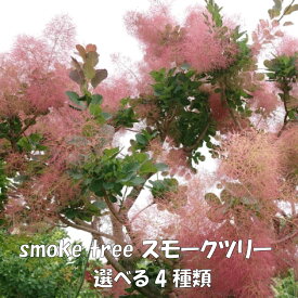 スモークツリー 苗木 5号 もくもくカワイイ 庭木 シンボルツリー ケムリノキ