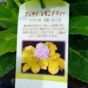 AWTC _fB 5|bg t̔ z уi[Z[