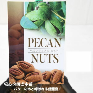 yJibc s[Jibc ڂؕc o^[̖ 7|bg ʎc Mdȉʎ CLS61 JU Rr[ Ti[ EB`^ TvCY