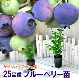 ブルーベリー 苗木 サザンハイブッシュ系 選べる15品種