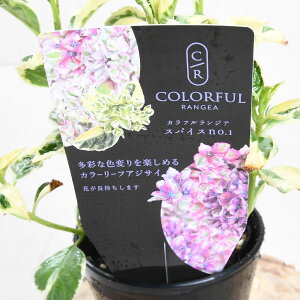 y2025N10ׁz AWTC JtWA XpCX V[Y No1.2.3 nChWA 3|bgc JtWA hԉ  z