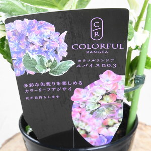 y2025N10ׁz AWTC JtWA XpCX V[Y No1.2.3 nChWA 3|bgc JtWA hԉ  z