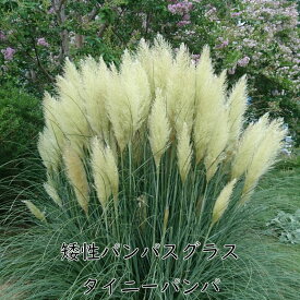 矮性パンパスグラス タイニーパンパ 5号ポット苗 ドライフラワーに使える 大きくならない イネ科