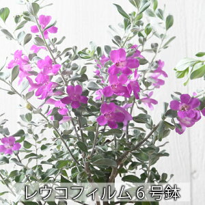 ERtB 6 YȎԂ Vo[[t lC̃ERtB tePX 傫 A ERtC