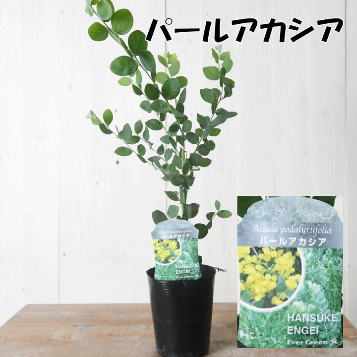 大きめ パールアカシア 鉢植え ミモザ 苗 シンボルツリー （大きめ 