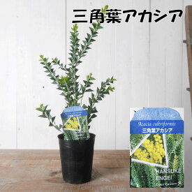 アカシア 3.5寸 苗木 シンボルツリー 庭木に ミモザ パールアカシア プルプレア 三角葉 ポートリンカーンワトル スノーウィーリバー ゴールデントップ