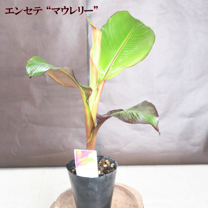 楽天市場】珍しい エンセテ マウレリー 4.5号苗 【送料無料 