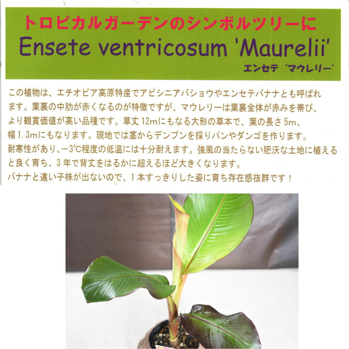 楽天市場】珍しい エンセテ マウレリー 4.5号苗 【送料無料 