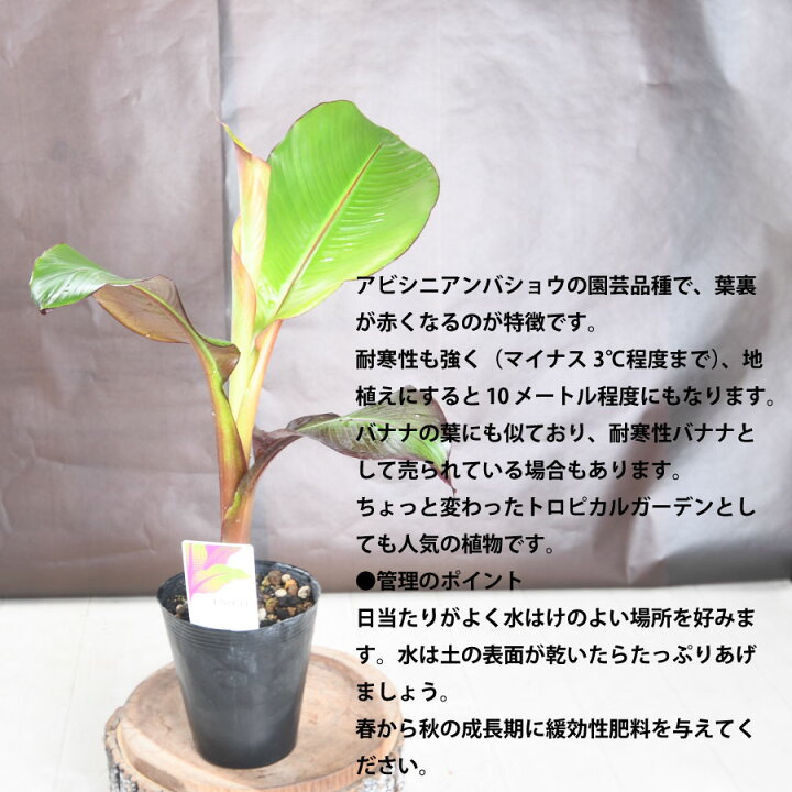 楽天市場】珍しい エンセテ マウレリー 4.5号苗 【送料無料 