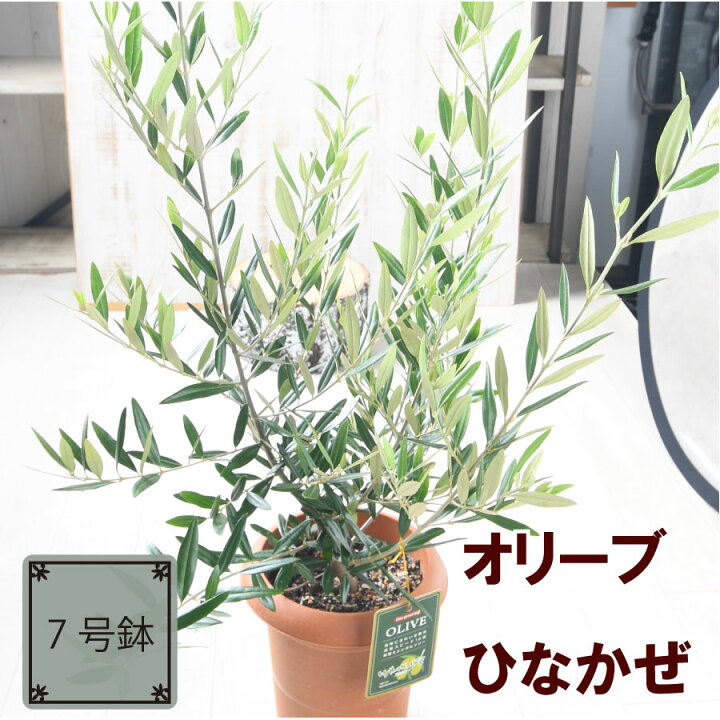 楽天市場】オリーブ ひなかぜ 鉢植え 庭木 7号鉢 【送料無料】 販売 