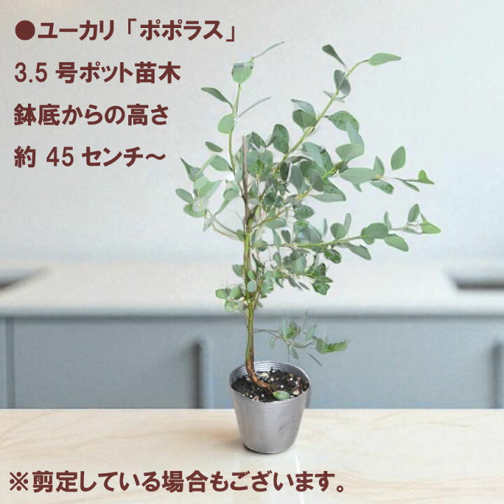 楽天市場】ユーカリ ポポラス ポリアンセモス 苗木 庭木 3.5号ポット苗 