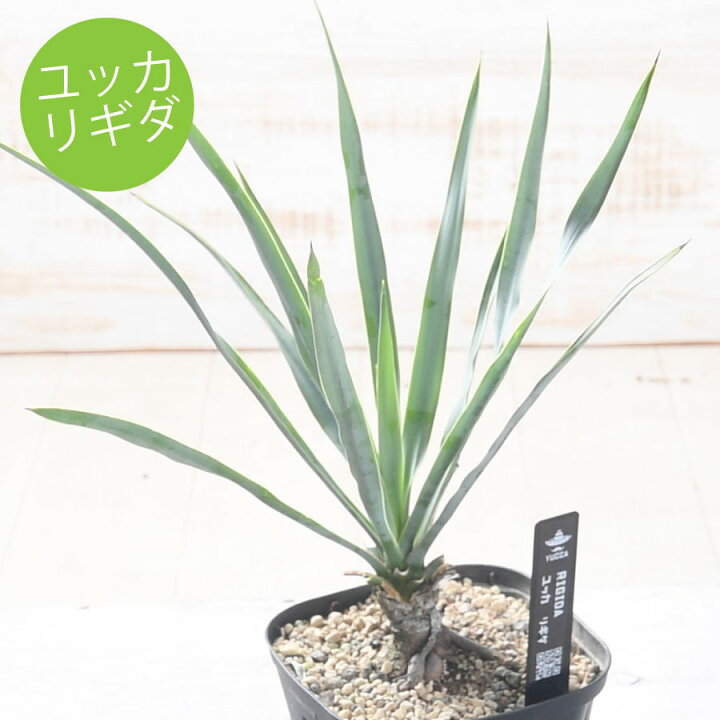 楽天市場】ユッカ リギダ 3.5号ポット苗 耐寒性 耐暑性 丈夫 植木 庭木 
