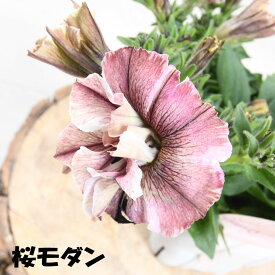 ペチュニア ジュリエット 【セール品】 花芳さんオリジナル 全5色 3.5号ポット苗 桜モダン パープルフラッシュ モダンホワイト モダンローズ ブラック 花壇に 寄せ植えに アンティークカラー ペチュニア