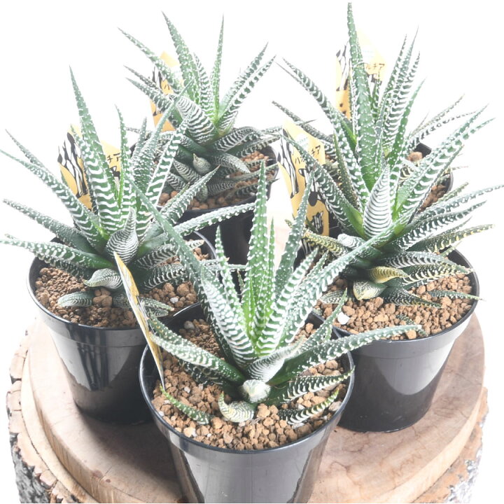 楽天市場】ハオルチア 十二の巻 3号ポット 多肉植物 観葉植物 硬葉系 