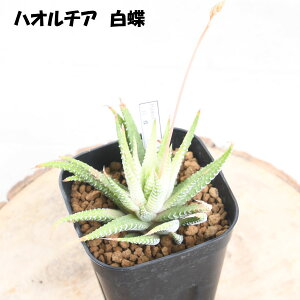 nI`A yZ[iz IׂS12i BZbg 3dv nI`Aʐ Pl 厇Iuc[T GhLED VE NXr^^[^ A ϗtA