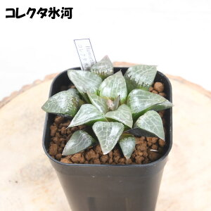 nI`A yZ[iz IׂS12i BZbg 3dv nI`Aʐ Pl 厇Iuc[T GhLED VE NXr^^[^ A ϗtA