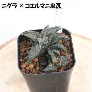 nI`A yZ[iz IׂS12i BZbg 3dv nI`Aʐ Pl 厇Iuc[T GhLED VE NXr^^[^ A ϗtA